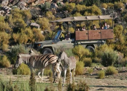 Aquila Safari Thumb