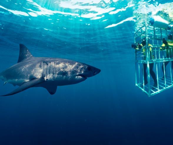 Shark Diving